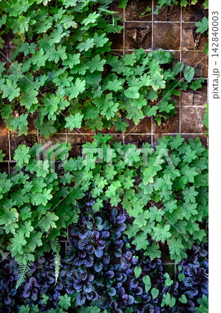 Close-up of a vertical garden in a park 142840003