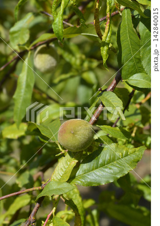 Peach tree Peach tree 142840015