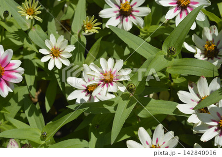 Zinnia Zahara starlight rose Zinnia Zahara starlight rose 142840016