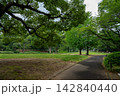 Tree-Lined Path in Kitanomaru Park Tokyo 142840440