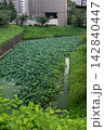 Lotus-Covered Ushigafuchi Moat in Tokyo 142840447