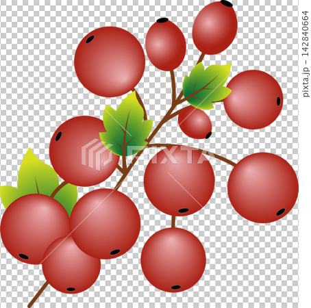 Branch with red berries and green leaves isolated on white background for autumn harvest botanical garden illustration Branch with red berries and green leaves isolated on white background for autumn harvest botanical garden illustration 142840664