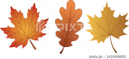 Autumn leaves set including orange maple and brown oak leaf isolated on white background for seasonal fall nature foliage design Autumn leaves set including orange maple and brown oak leaf isolated on white background for seasonal fall nature foliage design 142840668