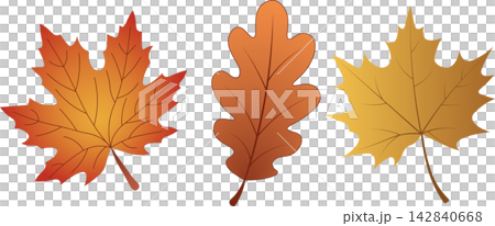 Autumn leaves set including orange maple and brown oak leaf isolated on white background for seasonal fall nature foliage design Autumn leaves set including orange maple and brown oak leaf isolated on white background for seasonal fall nature foliage design 142840668