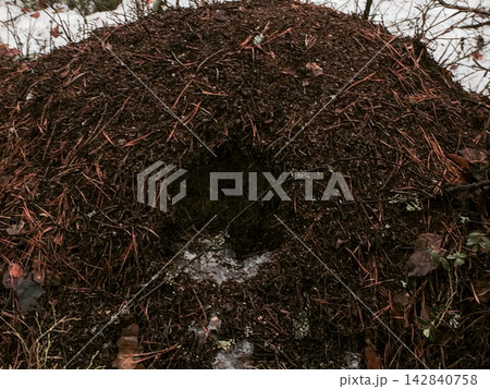 Large Anthill in Forest 142840758