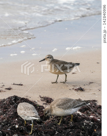 Red Knot Calidris canutus on Baltic Sea Beach in Liepaja Latvia During Autumn Migration Red Knot Calidris canutus on Baltic Sea Beach in Liepaja Latvia During Autumn Migration 142840996
