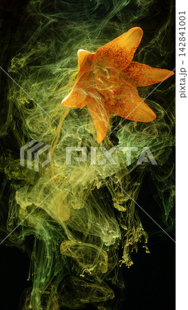 Orange lily bloom underwater swirling green ink plumes in dramatic dark background 142841001