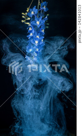 Blue delphinium stem suspended above swirling blue ink smoke on black background 142841013