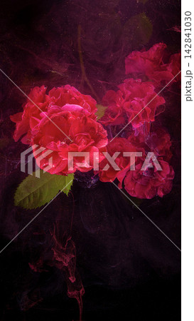 Closeup red peony petals with water droplets and swirling pigment on dark background Closeup red peony petals with water droplets and swirling pigment on dark background 142841030