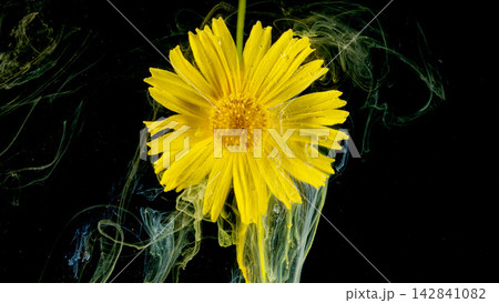 Closeup yellow daisy with water droplets and swirling ink against black background Closeup yellow daisy with water droplets and swirling ink against black background 142841082