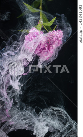 Pink carnation-like flower cluster suspended in swirling white smoke against black background Pink carnation-like flower cluster suspended in swirling white smoke against black background 142841093