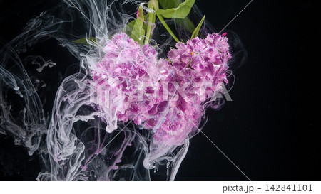 Pink hydrangea cluster drifting through swirling white ink against black background 142841101