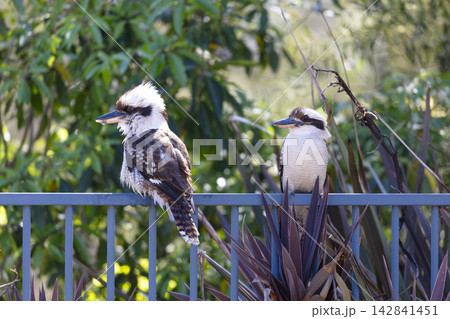 Two Australian Kookaburras standing on a fence near a swimming pool 142841451