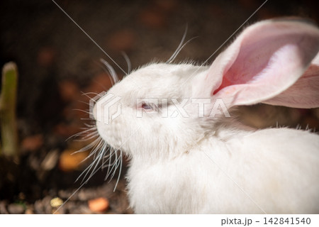 A close-up photograph capturing a white rabbit in a side profile with soft 142841540
