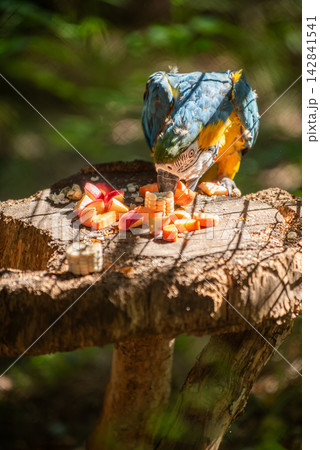 A vibrant blue-and-yellow macaw focused on eating fruit with a rustic wooden stump as its perch A vibrant blue-and-yellow macaw focused on eating fruit with a rustic wooden stump as its perch 142841541