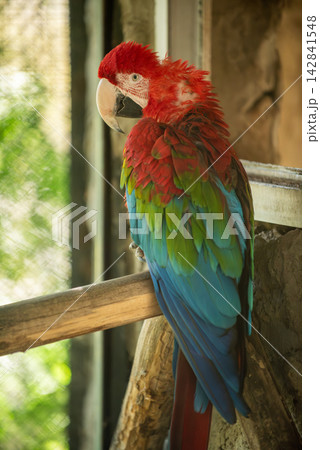 A majestic Scarlet Macaw perched on a wooden branch in an outdoor setting with softly blurred background A majestic Scarlet Macaw perched on a wooden branch in an outdoor setting with softly blurred background 142841548