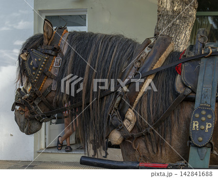 Close up profile of a farm horse in harness during a harvest festival parade in Spain 142841688