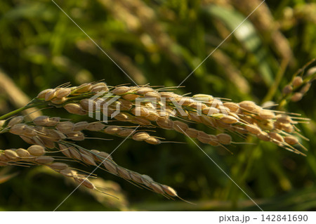 Golden rice panicles in organic agricultural field under soft sunlight 142841690