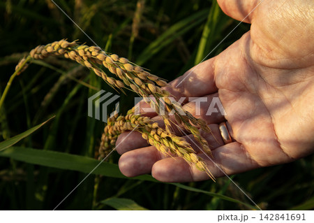 Farmer holds golden ears of Bomba rice ready for harvest in the field at sunset Farmer holds golden ears of Bomba rice ready for harvest in the field at sunset 142841691