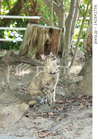 岡山県牛窓の猫神社 五香宮 岡山県牛窓の猫神社 五香宮 142841756