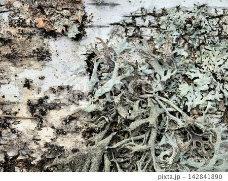Lichens and textures on a weathered tree bark reveal nature's artistry 142841890