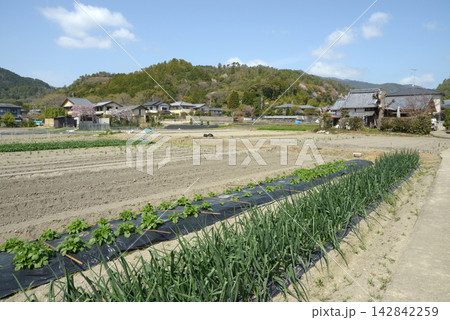 嵯峨野 農村風景 京都市右京区 嵯峨野 農村風景 京都市右京区 142842259