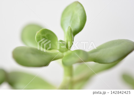 宝珠 142842425