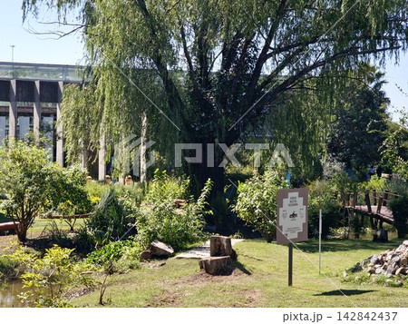 Cordoba, Argentina - April 12, 2026: Willow Tree and Information Sign in Botanical Garden Cordoba, Argentina - April 12, 2026: Willow Tree and Information Sign in Botanical Garden 142842437
