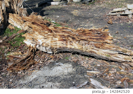 Broken Decaying Tree Trunk Lying on the Ground Broken Decaying Tree Trunk Lying on the Ground 142842520
