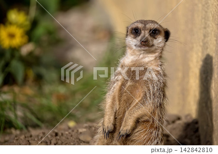 Meerkat in a clearning a portrait Meerkat in a clearning a portrait 142842810
