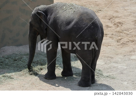 大阪天王寺動物園に来園したマレーシアゾウのクラッ・ダラ・アモイ 大阪天王寺動物園に来園したマレーシアゾウのクラッ・ダラ・アモイ 142843030