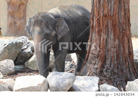 大阪天王寺動物園に来園したマレーシアゾウのクラッ・ダラ・アモイ 大阪天王寺動物園に来園したマレーシアゾウのクラッ・ダラ・アモイ 142843034