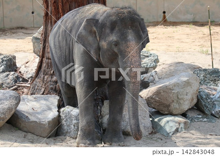 大阪天王寺動物園に来園したマレーシアゾウのクラッ・ダラ・アモイ 142843048