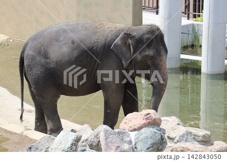 大阪天王寺動物園に来園したマレーシアゾウのクラッ・ダラ・アモイ 大阪天王寺動物園に来園したマレーシアゾウのクラッ・ダラ・アモイ 142843050