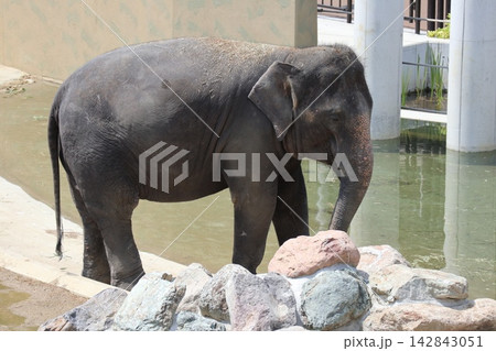 大阪天王寺動物園に来園したマレーシアゾウのクラッ・ダラ・アモイ 142843051