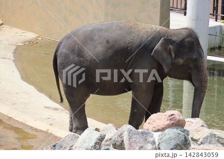 大阪天王寺動物園に来園したマレーシアゾウのクラッ・ダラ・アモイ 大阪天王寺動物園に来園したマレーシアゾウのクラッ・ダラ・アモイ 142843059