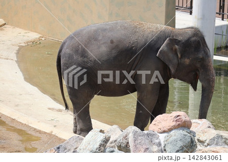 大阪天王寺動物園に来園したマレーシアゾウのクラッ・ダラ・アモイ 142843061