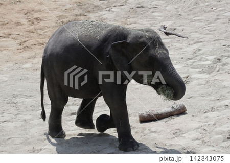 大阪天王寺動物園に来園したマレーシアゾウのクラッ・ダラ・アモイ 大阪天王寺動物園に来園したマレーシアゾウのクラッ・ダラ・アモイ 142843075