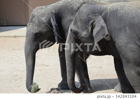 大阪天王寺動物園に来園したマレーシアゾウのクラッ・ダラ・アモイ 142843104