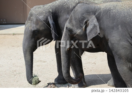 大阪天王寺動物園に来園したマレーシアゾウのクラッ・ダラ・アモイ 大阪天王寺動物園に来園したマレーシアゾウのクラッ・ダラ・アモイ 142843105