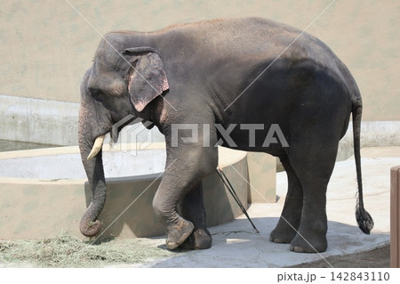 大阪天王寺動物園に来園したマレーシアゾウのクラッ・ダラ・アモイ 大阪天王寺動物園に来園したマレーシアゾウのクラッ・ダラ・アモイ 142843110