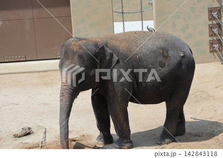 大阪天王寺動物園に来園したマレーシアゾウのクラッ・ダラ・アモイ 142843118