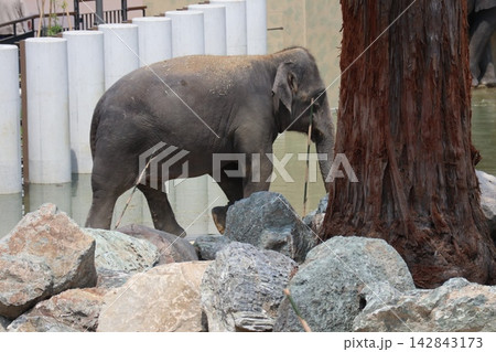 大阪天王寺動物園に来園したマレーシアゾウのクラッ・ダラ・アモイ 大阪天王寺動物園に来園したマレーシアゾウのクラッ・ダラ・アモイ 142843173