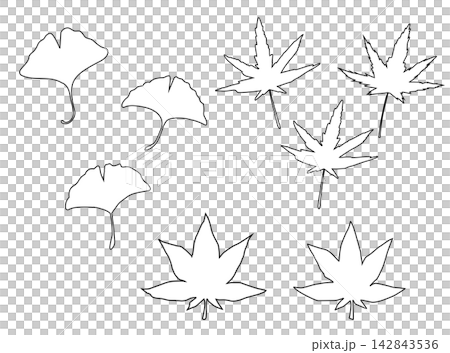 A set of simple line art illustrations of ginkgo and maple leaves. A set of simple line art illustrations of ginkgo and maple leaves. 142843536