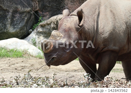 大阪天王子動物園のクロサイのライとサミア 大阪天王子動物園のクロサイのライとサミア 142843562