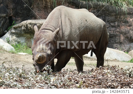 大阪天王子動物園のクロサイのライとサミア 大阪天王子動物園のクロサイのライとサミア 142843571