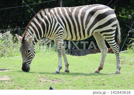 大阪天王子動物園のシマウマのカイセイ・ヒトミ・チサト 大阪天王子動物園のシマウマのカイセイ・ヒトミ・チサト 142843616