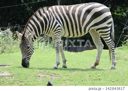 大阪天王子動物園のシマウマのカイセイ・ヒトミ・チサト 大阪天王子動物園のシマウマのカイセイ・ヒトミ・チサト 142843617