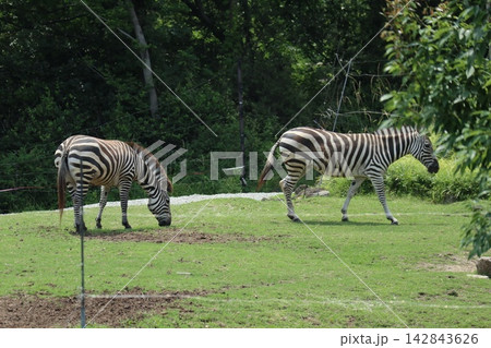 大阪天王子動物園のシマウマのカイセイ・ヒトミ・チサト 大阪天王子動物園のシマウマのカイセイ・ヒトミ・チサト 142843626