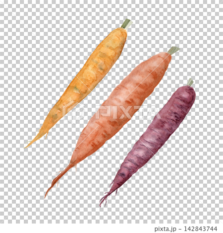 Three colorful carrots in yellow, orange, purple watercolor illustration isolated on white. Hand painted rainbow root vegetables for healthy food, cooking, harvest, gardening, market, recipe designs. Three colorful carrots in yellow, orange, purple watercolor illustration isolated on white. Hand painted rainbow root vegetables for healthy food, cooking, harvest, gardening, market, recipe designs. 142843744